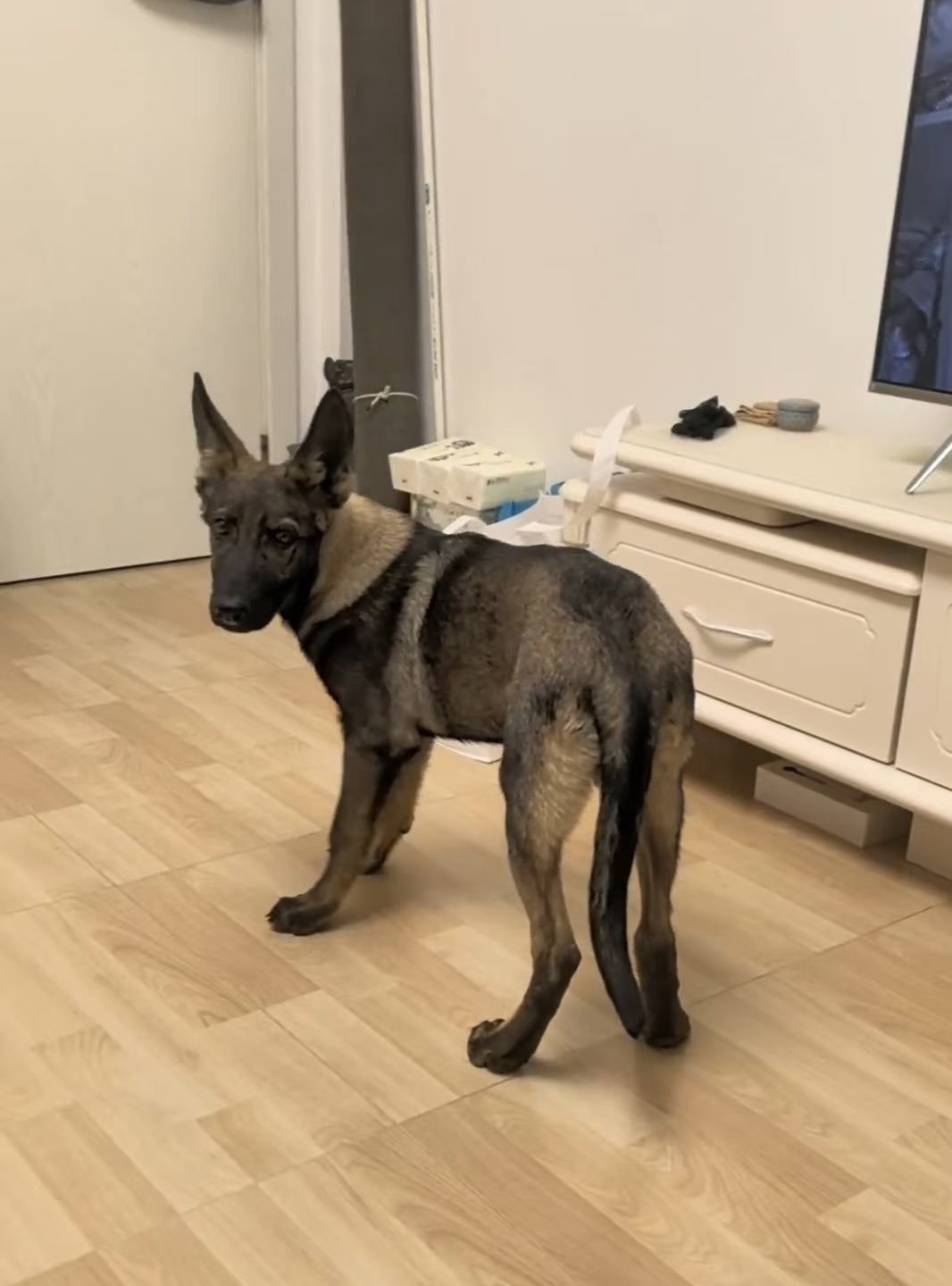 昆明犬
